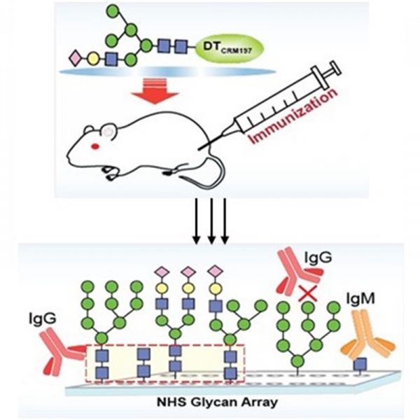 Immunogenicity evaluation of N-glycans recognized by HIV broadly neutralizing antibodies Immunogenicity evaluation of N-glycans recognized by HIV broadly neutralizing antibodies