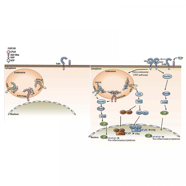 Endosomal TLR3 co-receptor CLEC18A enhances host immune response to viral infection Endosomal TLR3 co-receptor CLEC18A enhances host immune response to viral infection