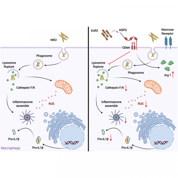 Decoy Receptor 3 Inhibits Monosodium Urate-Induced NLRP3 Inflammasome Activation via Reduction of Reactive Oxygen Species Production and Lysosomal Rupture Decoy Receptor 3 Inhibits Monosodium Urate-Induced NLRP3 Inflammasome Activation via Reduction of Reactive Oxygen Species Production and Lysosomal Rupture