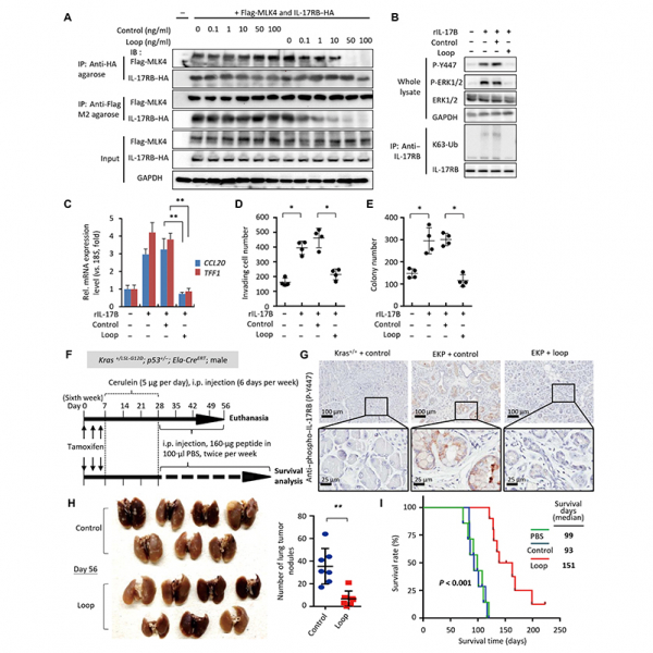 Characterization of initial key steps of IL-17 receptor B oncogenic signaling for targeted therapy of pancreatic cancer Characterization of initial key steps of IL-17 receptor B oncogenic signaling for targeted therapy of pancreatic cancer