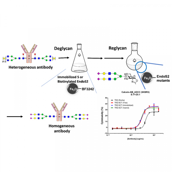Combined effect of anti-SSEA4 and anti-Globo H antibodies on breast cancer cells Combined effect of anti-SSEA4 and anti-Globo H antibodies on breast cancer cells
