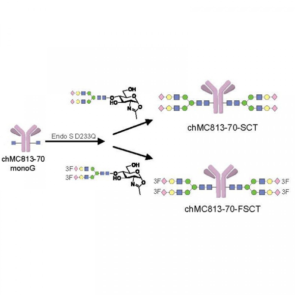 Homogeneous antibody and CAR-T cell targeting glycan on pancreatic cancer Homogeneous antibody and CAR-T cell targeting glycan on pancreatic cancer