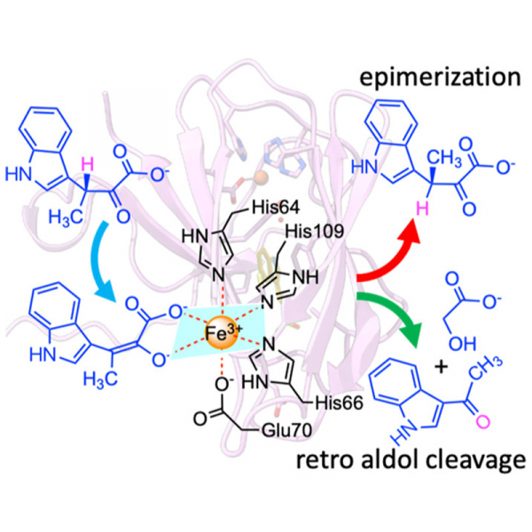 Structural and Mechanistic Bases for StnK3 and Its Mutant-Mediated Lewis-Acid-Dependent Epimerization and Retro-Aldol Reactions Structural and Mechanistic Bases for StnK3 and Its Mutant-Mediated Lewis-Acid-Dependent Epimerization and Retro-Aldol Reactions