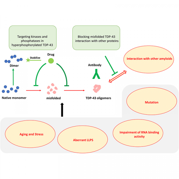 TAR DNA-binding protein 43 oligomers in physiology and pathology TAR DNA-binding protein 43 oligomers in physiology and pathology