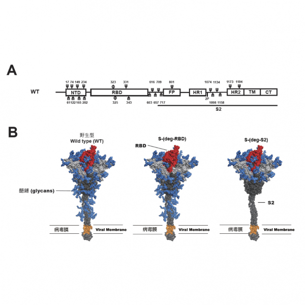 Glycosite-deleted mRNA of SARS-CoV-2 spike protein as a broad-spectrum vaccine Glycosite-deleted mRNA of SARS-CoV-2 spike protein as a broad-spectrum vaccine