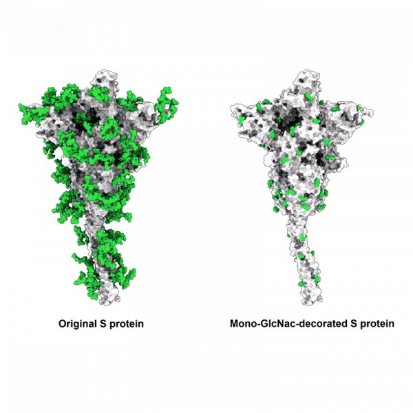 Vaccination with SARS-CoV-2 spike protein lacking glycan shields elicits enhanced protective responses in animal models Vaccination with SARS-CoV-2 spike protein lacking glycan shields elicits enhanced protective responses in animal models