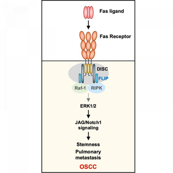 FAS receptor regulates NOTCH activity through ERK-JAG1 axis activation and controls oral cancer stemness ability and pulmonary metastasis FAS receptor regulates NOTCH activity through ERK-JAG1 axis activation and controls oral cancer stemness ability and pulmonary metastasis