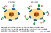 醣分子探針示意圖 醣分子探針示意圖