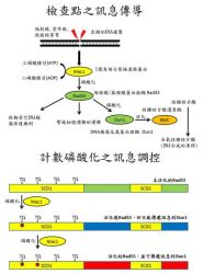 Rad53-Dun1 cascade in the checkpoint signaling Rad53-Dun1 cascade in the checkpoint signaling