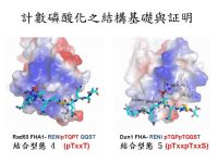 Structural based evdence for the mechanism of "phospho-counting" brinding Structural based evdence for the mechanism of "phospho-counting" brinding