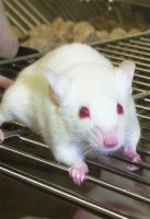 mice2 mice2