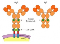 AntiCeMXFig1 AntiCeMXFig1