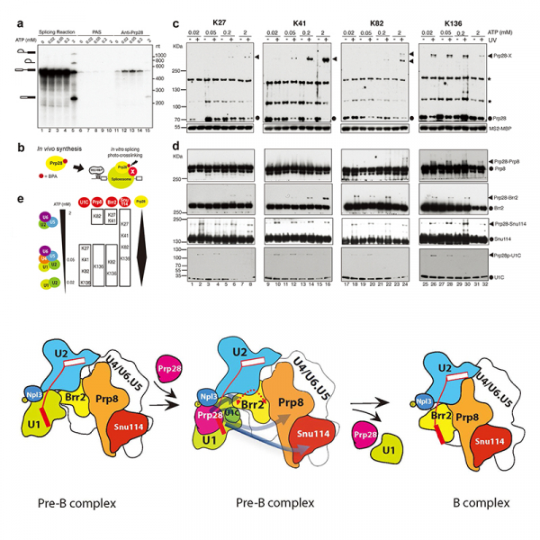 Activation of Prp28 ATPase by Phosphorylated Npl3 at a Critical Step of Spliceosome Remodeling Activation of Prp28 ATPase by Phosphorylated Npl3 at a Critical Step of Spliceosome Remodeling