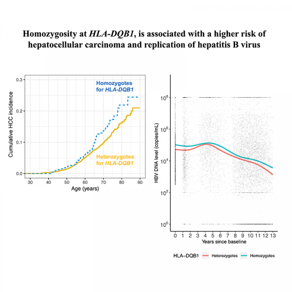 HLA zygosity increases risk of hepatitis B virus-associated hepatocellular carcinoma HLA zygosity increases risk of hepatitis B virus-associated hepatocellular carcinoma