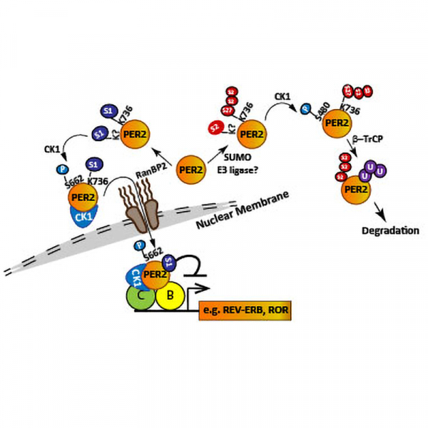 Differential effects of SUMO1 and SUMO2 on circadian protein PER2 stability and function Differential effects of SUMO1 and SUMO2 on circadian protein PER2 stability and function