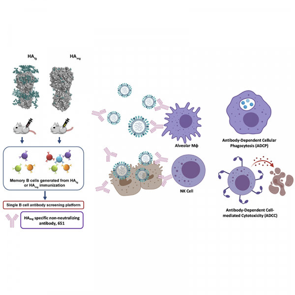 A non-neutralizing antibody broadly protects against influenza virus infection by engaging effector cells A non-neutralizing antibody broadly protects against influenza virus infection by engaging effector cells