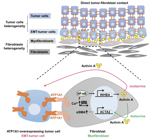 Homophilic ATP1A1 binding induces activin A secretion to promote EMT of tumor cells and myofibroblast activation Homophilic ATP1A1 binding induces activin A secretion to promote EMT of tumor cells and myofibroblast activation