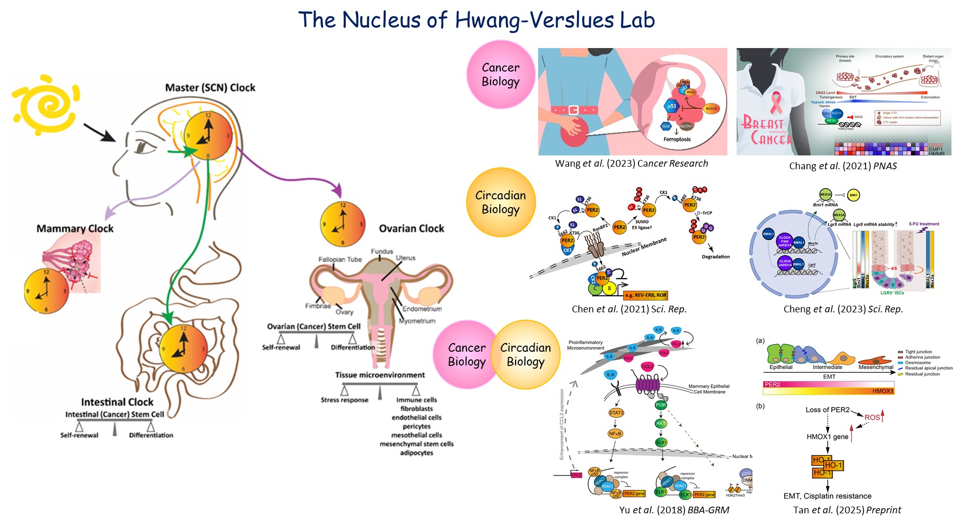 Hwang-Verslues_Lab_Research研究方向
