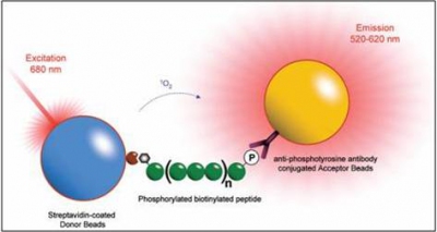 thumb_Kinase_Bind_Assay[1]