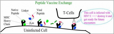 thumb_Peptide_Vaccine_Exchange[1]