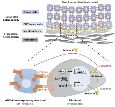 PDAC tumor cell-fibroblast interactions promote metastasis via Homophilic ATP1A1 Binding PDAC tumor cell-fibroblast interactions promote metastasis via Homophilic ATP1A1 Binding
