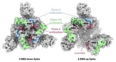 Structural basis for a conserved neutralization epitope on the receptor-binding domain of SARS-CoV-2