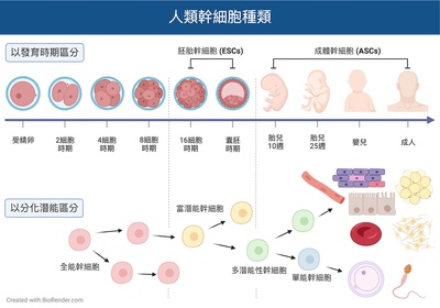 Inducing PODXL overexpression breaks a new milestone in the efficiency of interspecies chimerism in 8-cell embryos
