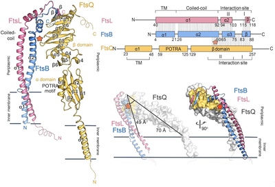 Structure of the heterotrimeric membrane protein complex FtsB-FtsL-FtsQ of the bacterial divisome
