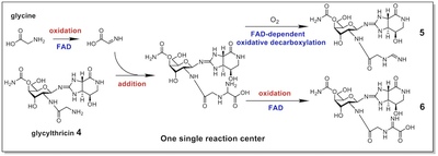 N-Formimidoylation/-iminoacetylation modification in aminoglycosides requires FAD-dependent and ligand-protein NOS bridge dual chemistry