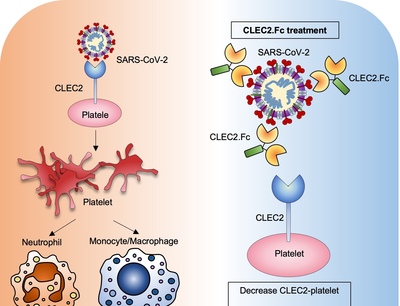 Inhibition of SARS-CoV-2-mediated thromboinflammation by CLEC2.Fc