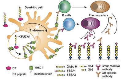 Unveiling Antigen Presentation and Cross-reactive Antibody Response of an Oligosaccharide-conjugate Vaccine, Paving the Way for Advanced Cancer Vaccines