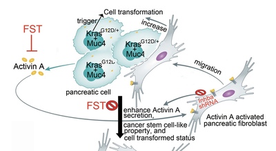 Unveiling the Mystery of Cancer-Causing KRAS Gene Driving Pancreatic Precancerous Lesions