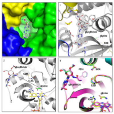 N-Formimidoylation/-iminoacetylation modification in aminoglycosides requires FAD-dependent and ligand-protein NOS bridge dual chemistry