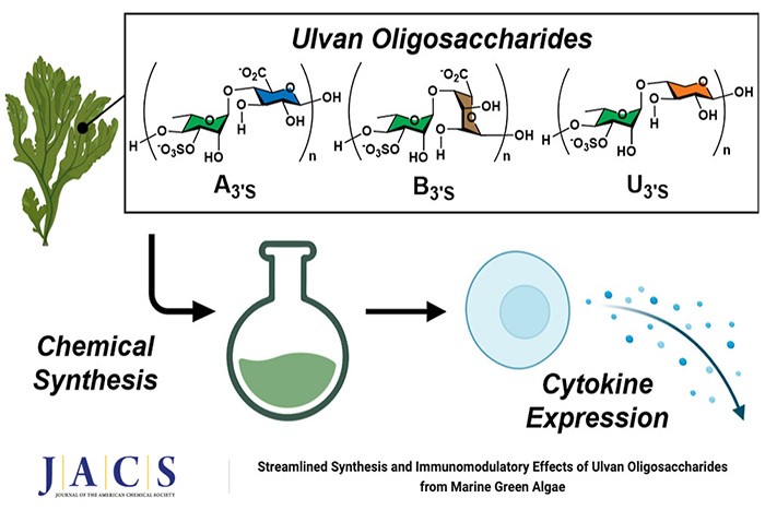 Reverse hierarchical DED assembly in the cFLIP-procaspase-8 and cFLIP-procaspase-8-FADD complexes