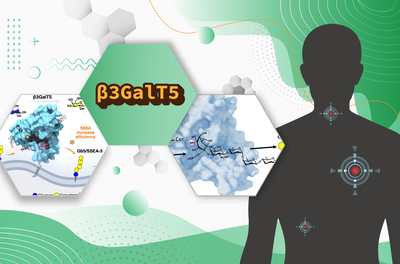 Scientists Crack the Code of a Cancer-Related Enzyme, Opening Doors to New Treatments